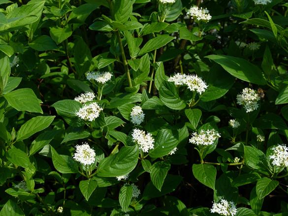<i>Cornus sericea</i>