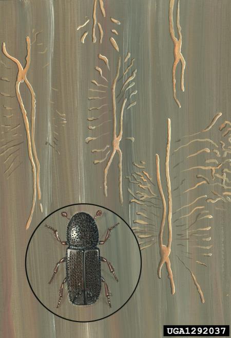mrki borov lubadar (<i>Orthotomicus suturalis</i>)