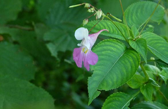 <i>Impatiens balfourii</i>
