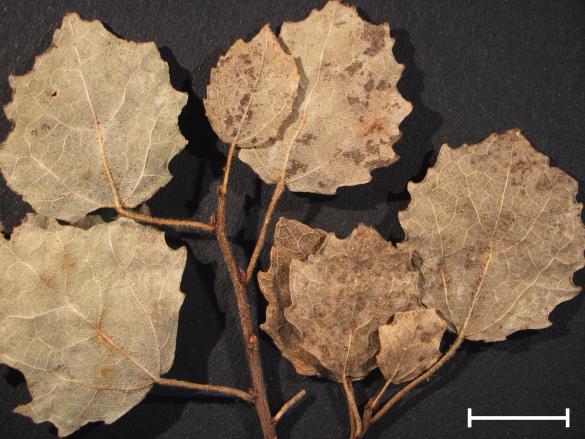 Melampsora tremulae