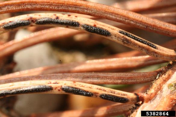 <i>Lirula macrospora</i> na <i>Picea abies</i>