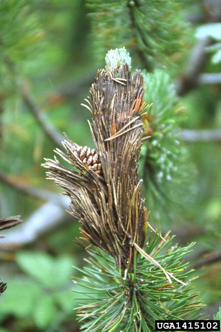 <i>Herpotrichia</i> na <i>Pinus mugo</i>