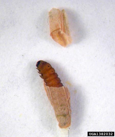 molj macesnovih iglic (<i>Coleophora laricella</i>)
