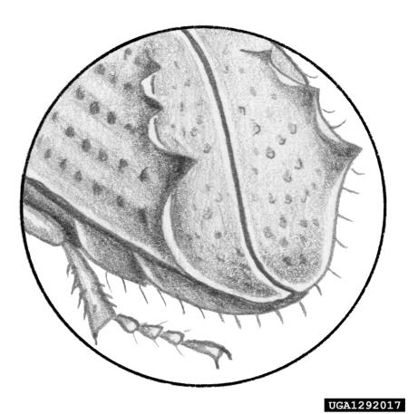 ostrozobi borov lubadar (<i>Ips acuminatus</i>)