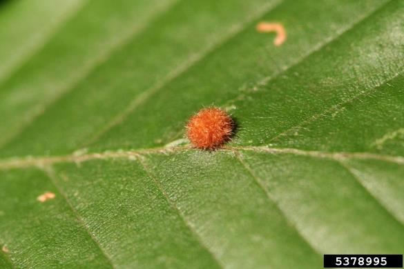 mala bukova listna hržica (<i>Hartigiola annulipes</i>) na <i>Fagus sylvatica</i>