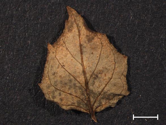 Pucciniastrum circaeae 