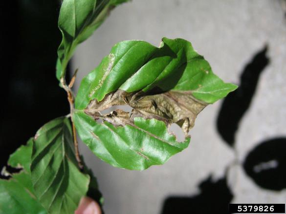 <i>Apiognomonia errabunda</i> na <i>Fagus sylvatica</i>