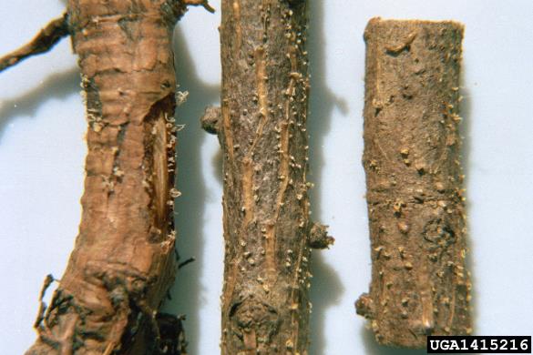 uleknjenost lubja na duglaziji ali lubni ožig (<i>Phacidium coniferarum</i>) na <i>Larix decidua</i>
