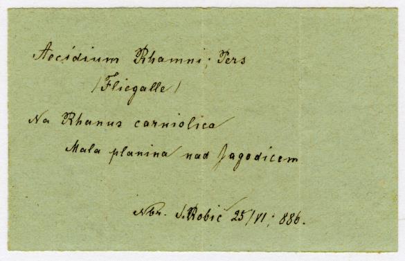 Aecidium rhamni
