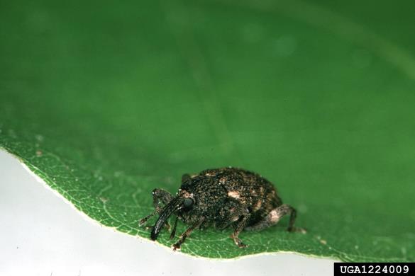 kostanjev semenar (<i>Curculio elephas</i>)