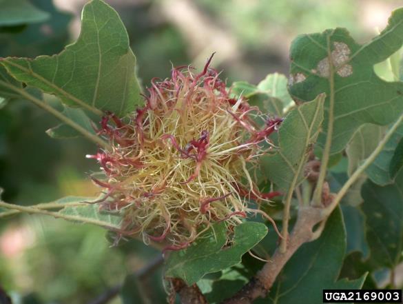 <i>Andricus caputmedusae</i> na <i>Quercus petraea</i>