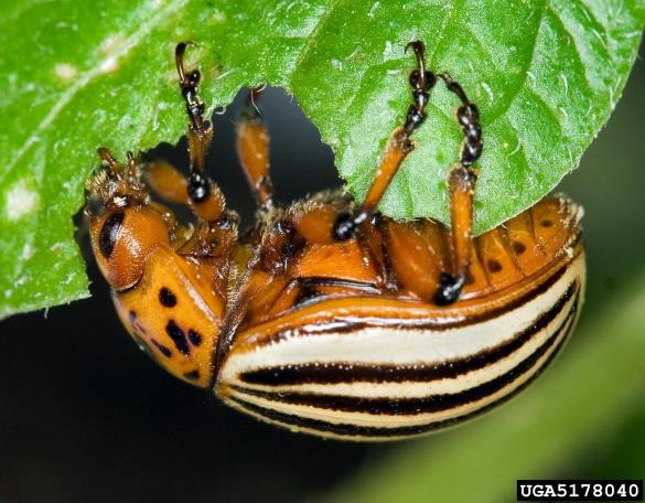 koloradski hrošč (<i>Leptinotarsa decemlineata</i>)
