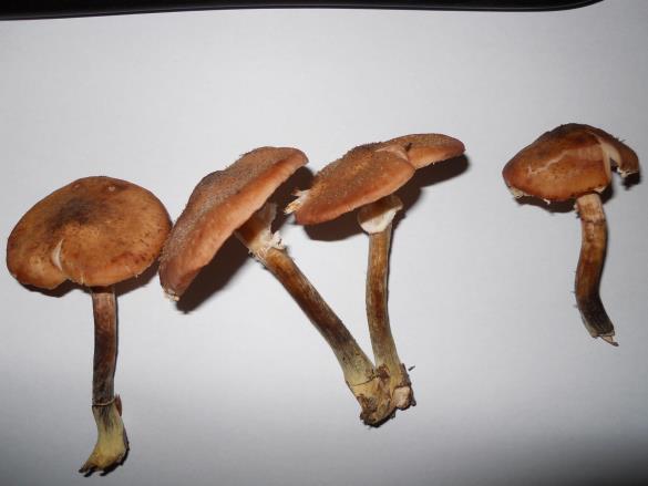 Armillaria ostoyae