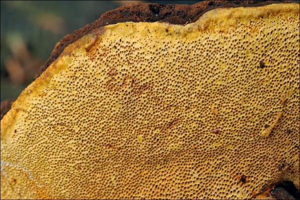 Gloeophyllum odoratum