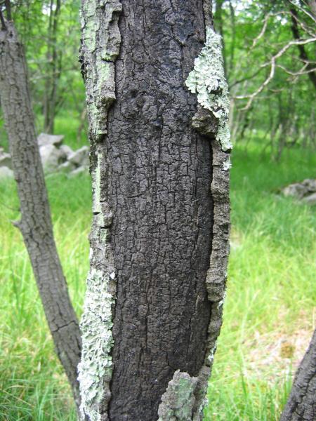 Južna bikognjoja