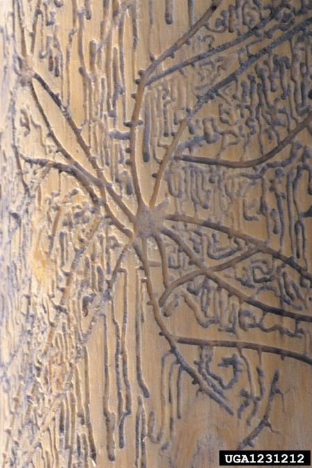 šesterozobi smrekov lubadar ali mali smrekov lubadar (<i>Pityogenes chalcographus</i>)