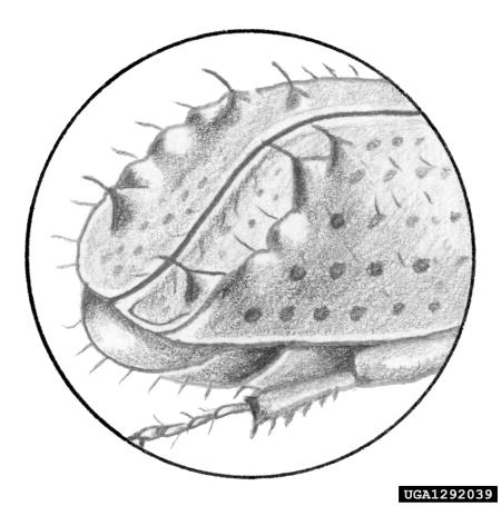 mrki borov lubadar (<i>Orthotomicus suturalis</i>)