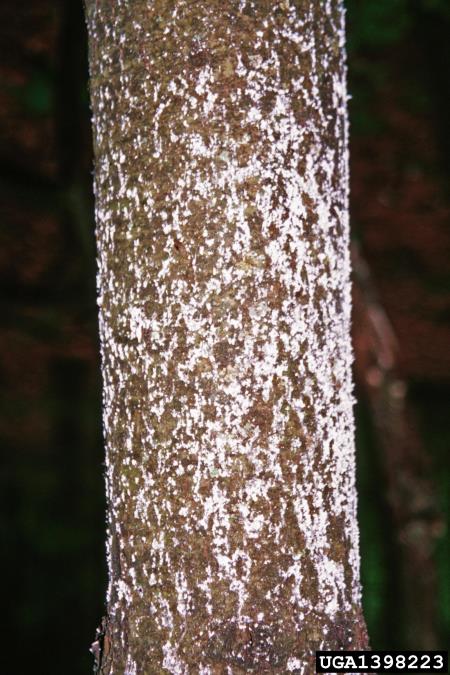 uš zelenega bora (<i>Pineus strobus</i>) na <i>Pinus strobus</i>