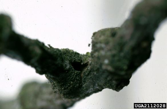 hrastov beljavar (<i>Scolytus intricatus</i>) na <i>Quercus</i> spp.