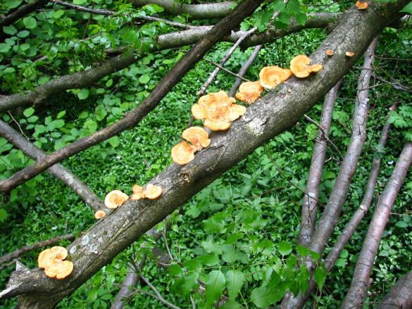 Polyporus mori