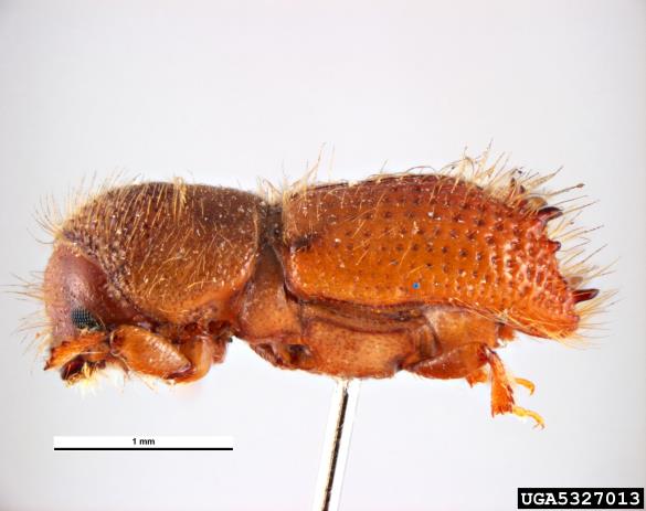 krivozobi jelov lubadar (<i>Pityokteines curvidens</i>)