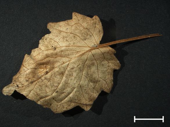 Aecidium valerianearum 