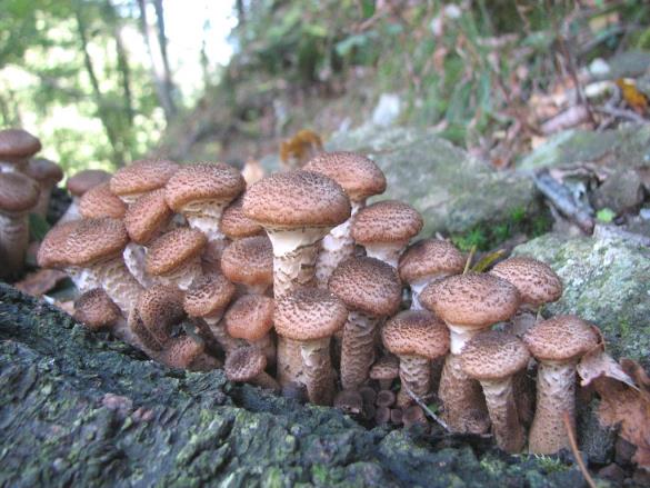 Armillaria ostoyae