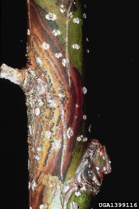 topolov rak (<i>Cryptodiaporthe populea</i>) na <i>Populus</i> spp.