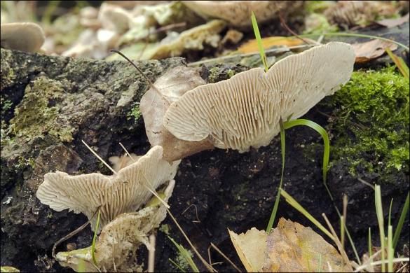 Lenzites betulina