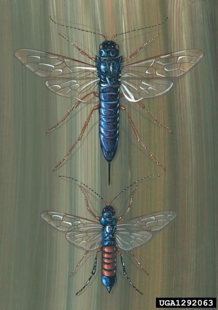 modra lesna osa (<i>Sirex juvencus</i>)