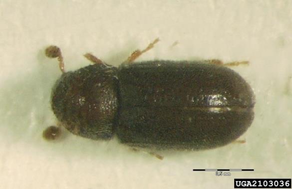 zrnati smrekov lubadar (<i>Cryphalus abietis</i>)