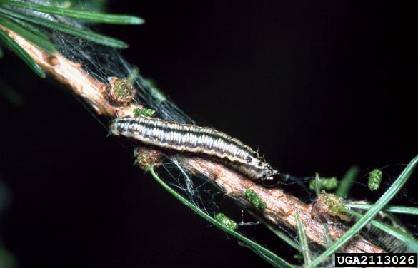 <i>Cephalcia lariciphila</i> na <i>Larix decidua</i>