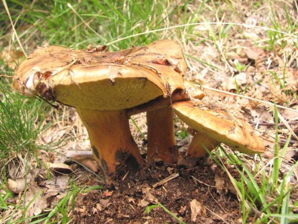 Boletus pulverulentus