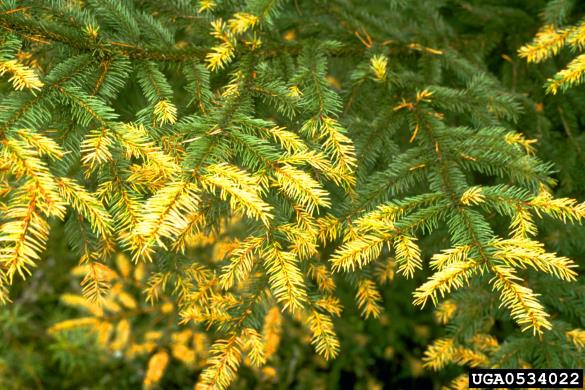 rja močvirskega rožmarina (<i>Chrysomyxa ledi</i>) na <i>Picea abies</i>