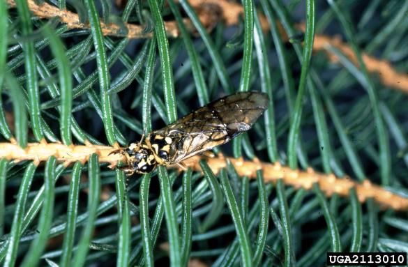 <i>Cephalcia arvensis</i> na <i>Picea abies</i>