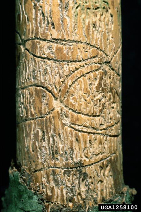 dvozobi borov lubadar (<i>Pityogenes bidentatus</i>)
