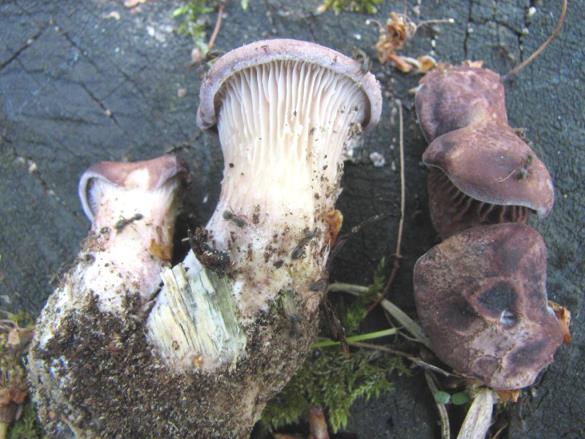 Lentinus conchatus