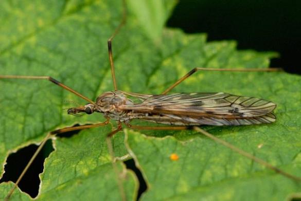 Tipula scripta