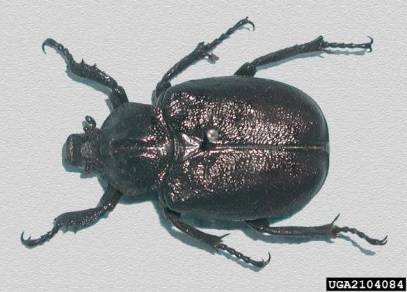 <i>Osmoderma eremita</i>