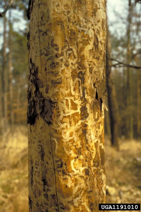 modri borov krasnik (<i>Melanophila cyanea</i>) na <i>Pinus sylvestris</i>