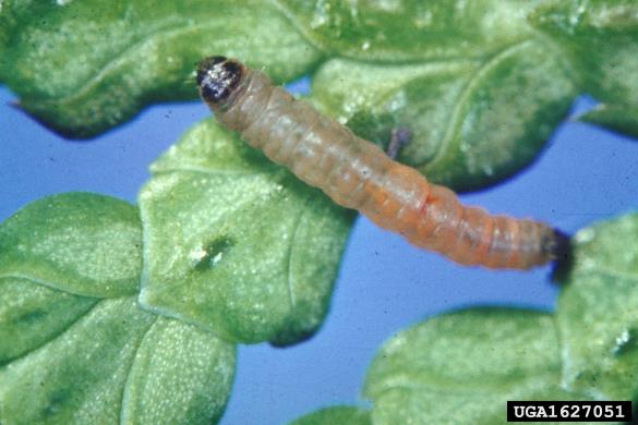 <i>Argyresthia thuiella</i>