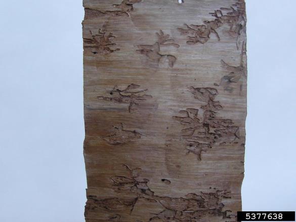 zrnati jelov lubadar, mali jelov lubadar (<i>Cryphalus piceae</i>) na <i>Abies alba</i>