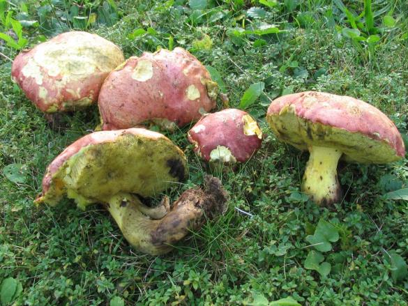 Boletus pseudoregius
