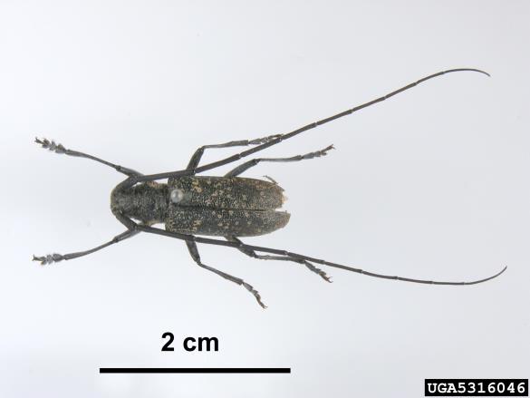 <i>Monochamus galloprovincialis</i>