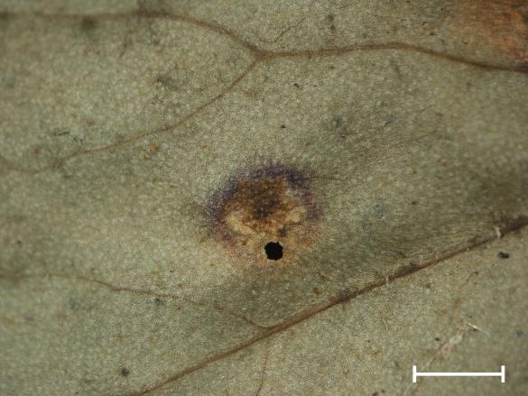Aecidium tussilaginis