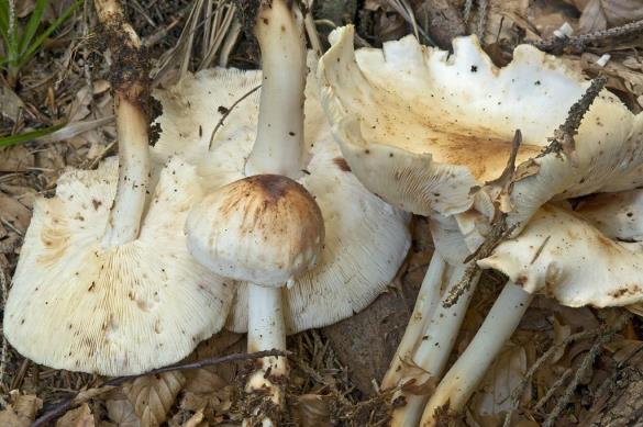 Collybia maculata