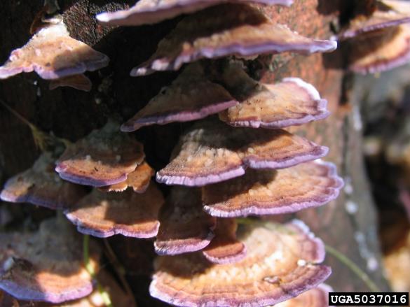 <i>Pallidohirschioporus biformis</i>