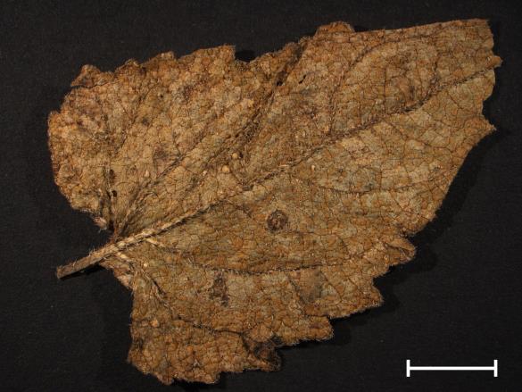 Coleosporium campanulae