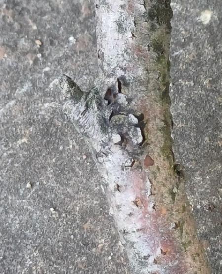 <i>Asterosporium asterospermum</i>