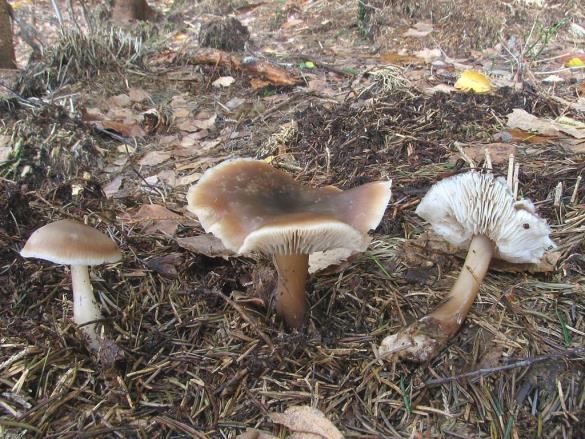 Collybia butyracea f. butyracea
